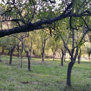 Парцел в гр. Габрово (Габрово)